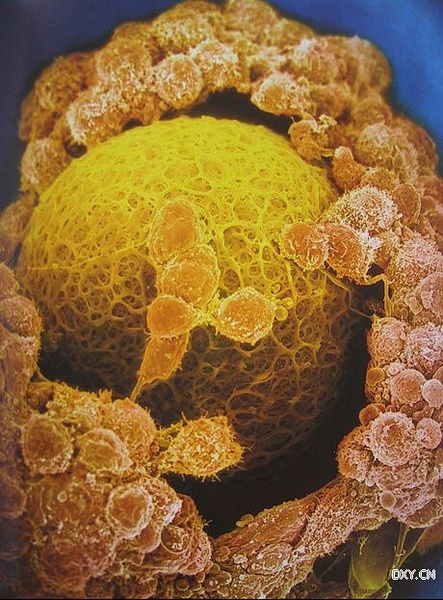 ����������������¶ ���� 