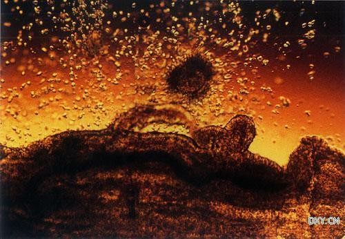 ���Ӿ�����Լ15���׳��ġ���խ�����ѹ����ӹ��ζ�������Χ��Ӫ��ϸ����һ���������Ĺ⻷Χ���������ܿ죬�����뾫����������ʼ�ܾ��Ĺ��̡�