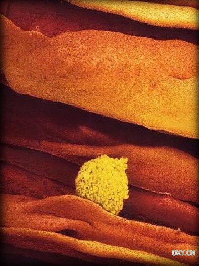 �����������ѹܵ�ճĤ������