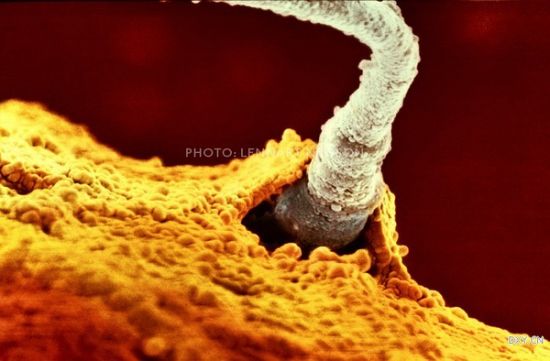 ������һ����������һ�����ӵĿ��ڡ���ʱ ���ӵ�ͷ�Ѿ����ȥ�����ǻ����Կ��������в���β����������һ��������ת����ͷ����β���Ĵ�������£�Ŭ���������ӡ�