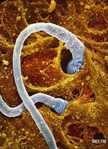 ��������������ͬʱ����һ�����ӵĿ���