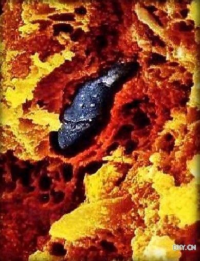 ���ӱ����΢С͹���ｫ�������������С����ӵ�β���漴�ضϣ�ֻ����ͷ�����ж�����ϸ����