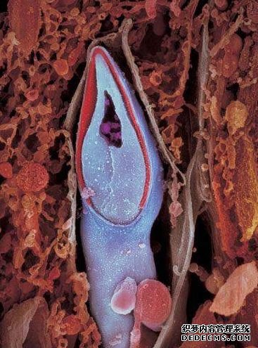 ���� һ�����ӵ������档�Ŵ����ʴ����ھ��ӵ�ͷ����