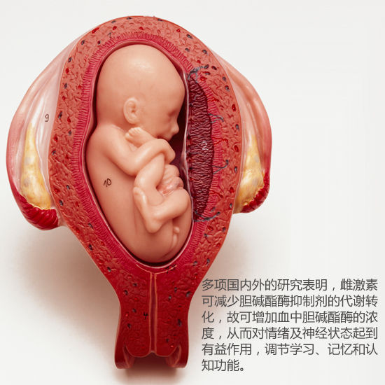孕激素能让孕妇感到镇定 孕激素能让孕妇感到镇定