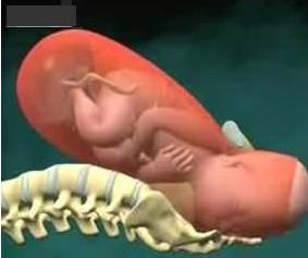 宝宝是旋转着出生的看看生孩子全过程(资料图) 宝宝是旋转着出生的看看生孩子全过程(资料图)
