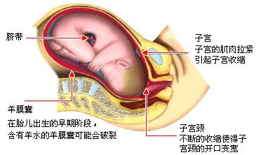 第一产程 (宫颈扩张期) 第一产程 (宫颈扩张期)