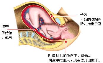 第二产程(胎儿娩出期) 第二产程(胎儿娩出期)