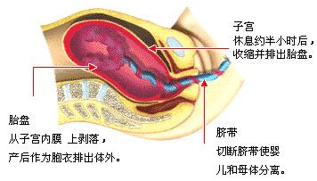 第三产程 (胎盘娩出期〕 第三产程 (胎盘娩出期〕