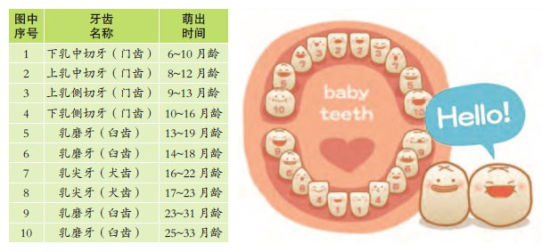 宝宝的牙齿发育 宝宝的牙齿发育
