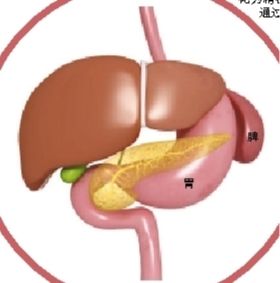 脾对于食物的消化和吸收都具有重要作用。因此,中医认为小儿脾胃运化功能较弱,多食则伤胃,过饥则伤脾,主张通过健脾来逐步恢复儿童的消化功能。 本版图片/Gettyimages 脾对于食物的消化和吸收都具有重要作用。因此,中医认为小儿脾胃运化功能较弱,多食则伤胃,过饥则伤脾,主张通过健脾来逐步恢复儿童的消化功能。 本版图片/Gettyimages