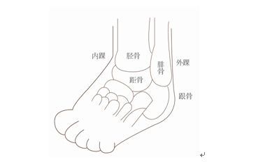 图2-6 脚部骨骼 图2-6 脚部骨骼