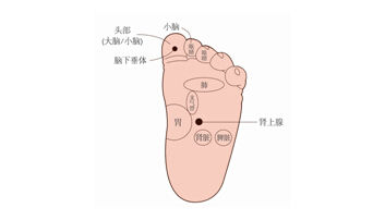 图1-5 脚底的部分反射区 图1-5 脚底的部分反射区