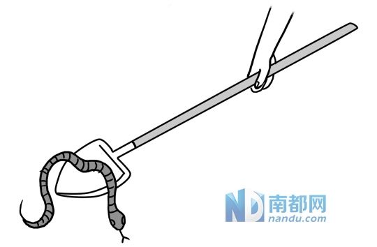 移走受伤的蛇时,请使用带有长柄的铲子操作。 努力弄清蛇的种类,如拍下蛇的样子。